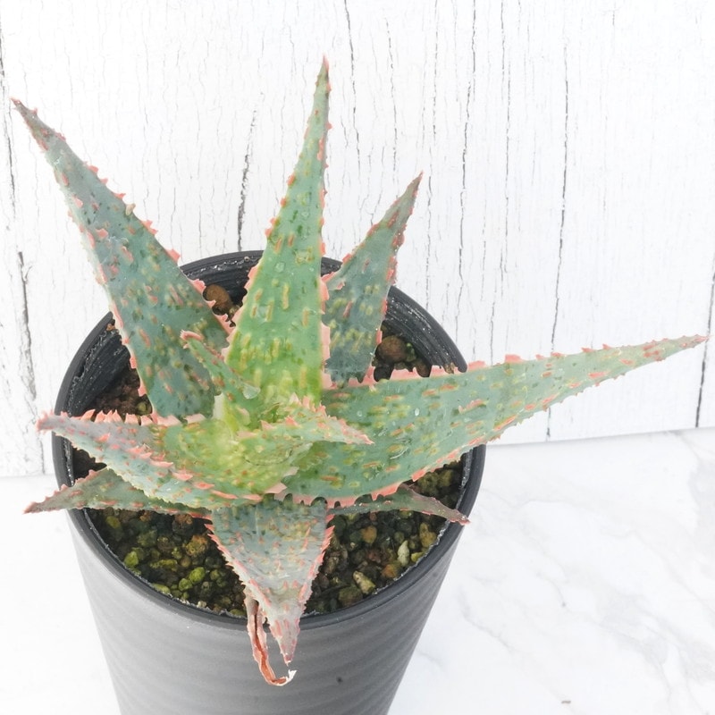 �������֥��ƥ��󥰥쥤�ס�3.5��ȭ