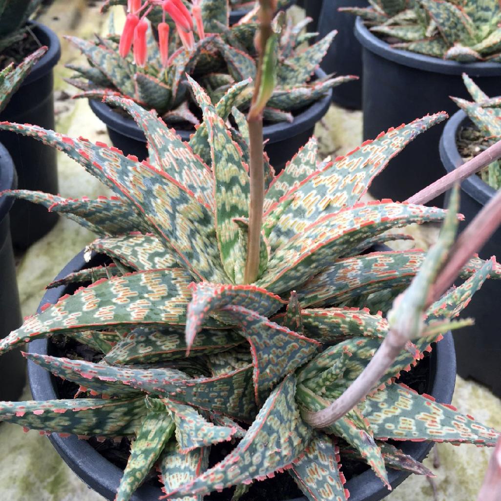 アロエ「ラス」 3.5号鉢 | | 多肉・塊根植物,アロエ | 四国