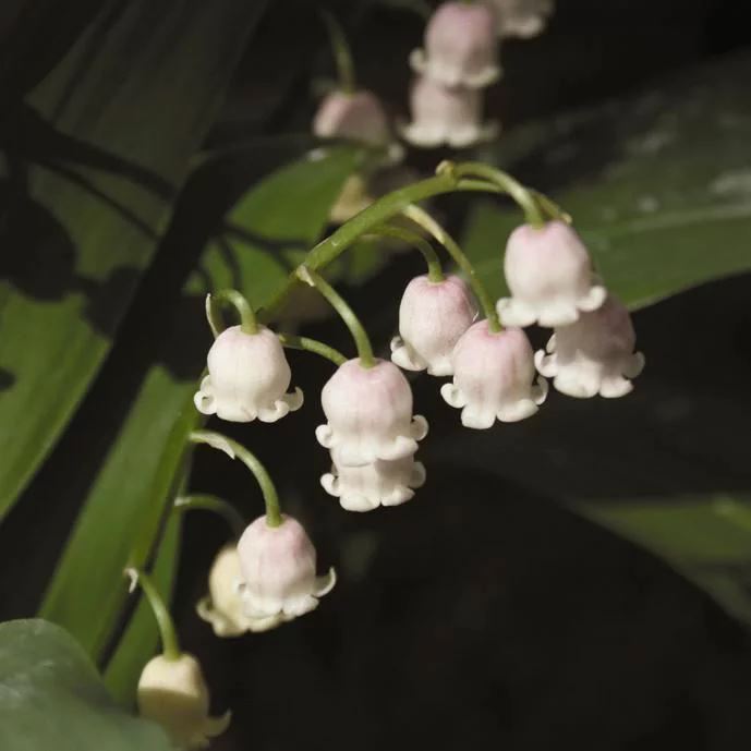 ピンクドイツスズラン 3号ロングポット ※今季開花終了 | | 山野草（科