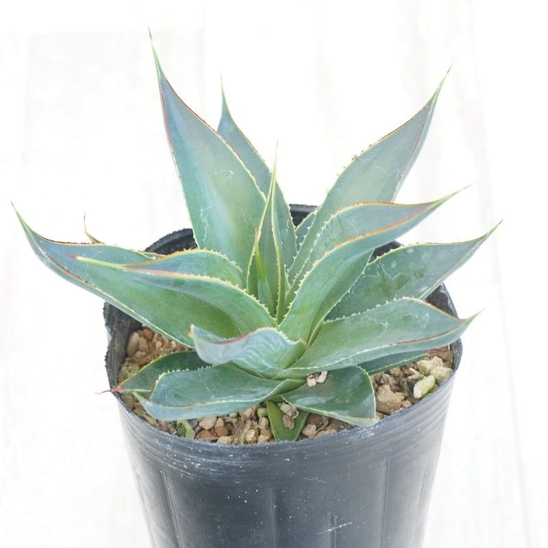 ブルーグロー　アガベ no.3 アガベ ブルーグロウ agave blue grow 【発根済】 | Mellow
