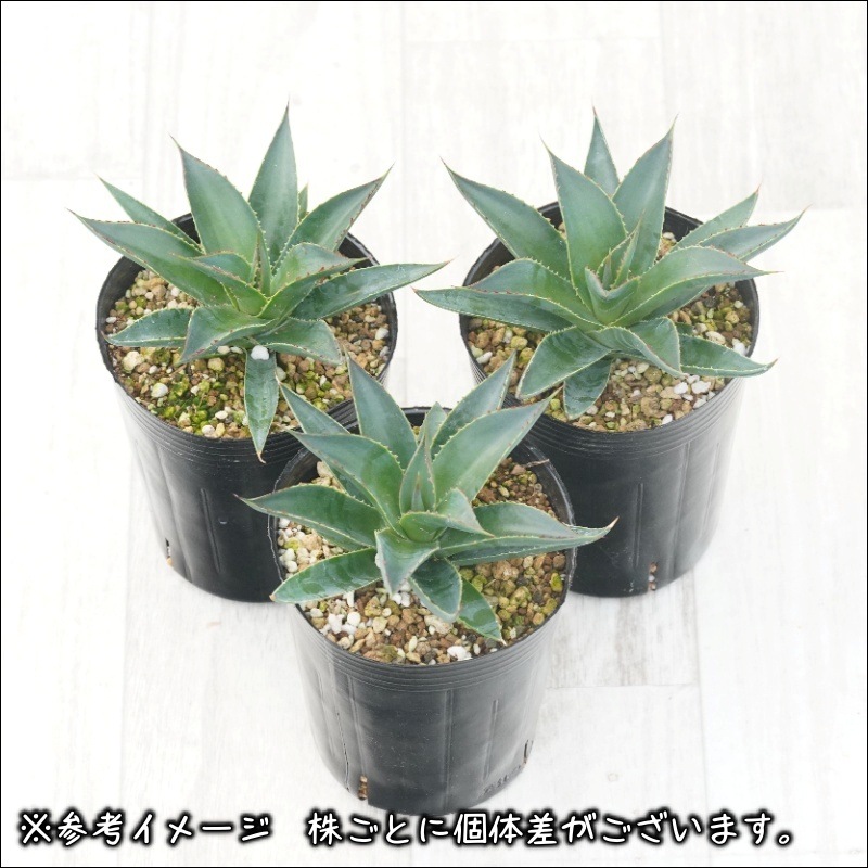 アガベ「ブルー・グロー」 3号ロングポット | | アガベ