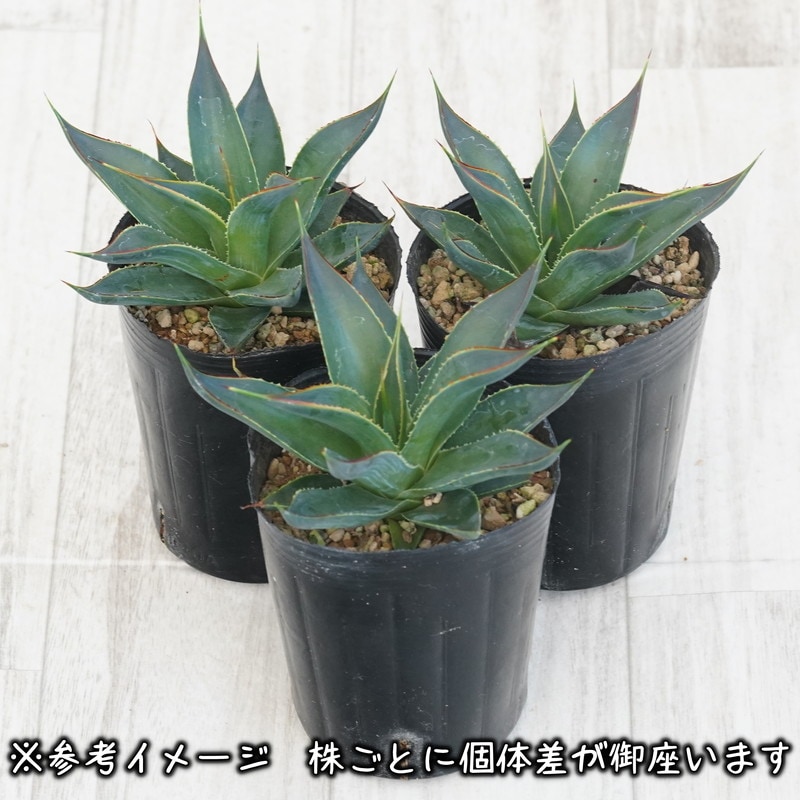 ブルーグロー　超大株　アガベ アガベ「ブルー・グロー」 大株 ※7号規格 抜き苗 | | アガベ
