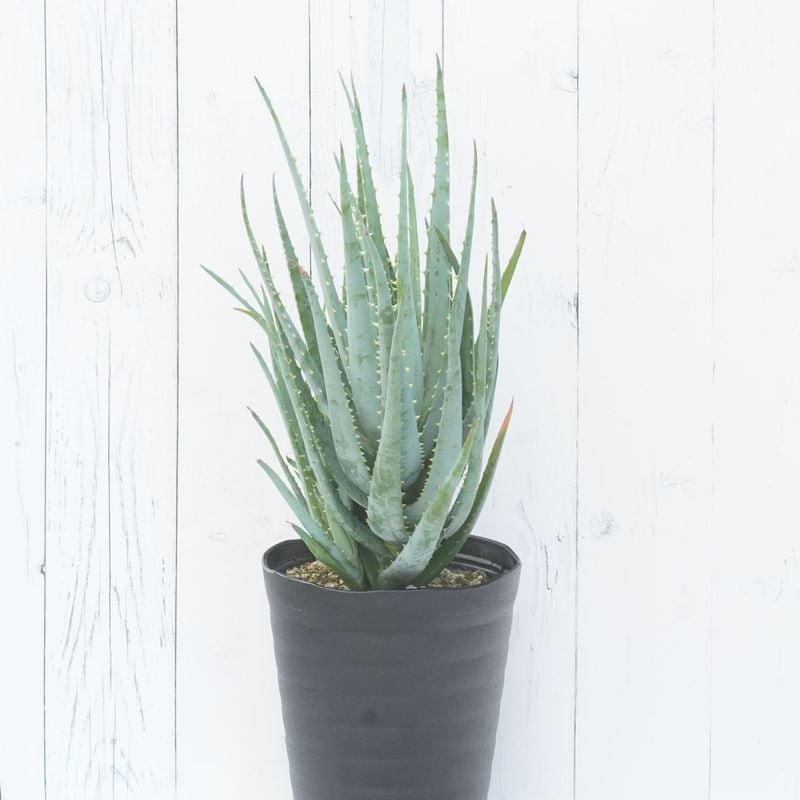 �������֥֥롼������աס�4.5��ȭ