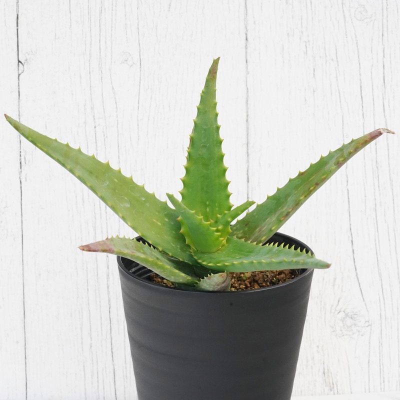 多肉植物 アロエ プラテンシス(S5のカキコ苗) アロエ・エルゴニカ 4.5号鉢 | | 多肉・塊根植物,アロエ | 四国