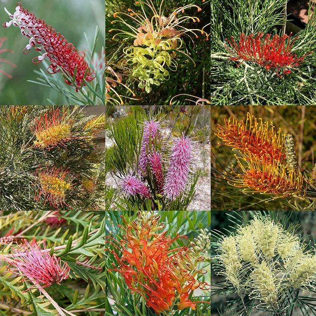 グレビレア 見計らい3種3株 アソート（4号ロングスリット鉢