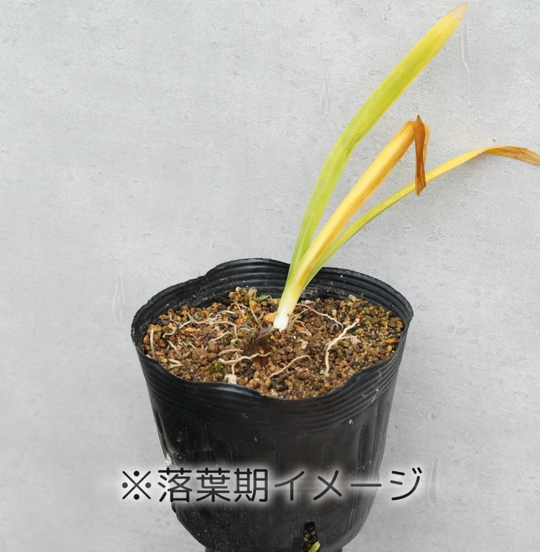 アガパンサス 品種見計らいセット 5種5株 4号(12cm)ポット ※品種