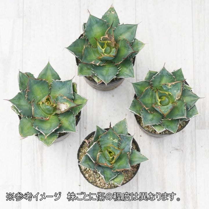 訳あり株】アガベ・チタノタ「宝珠」3号ロングポット | | アガベ