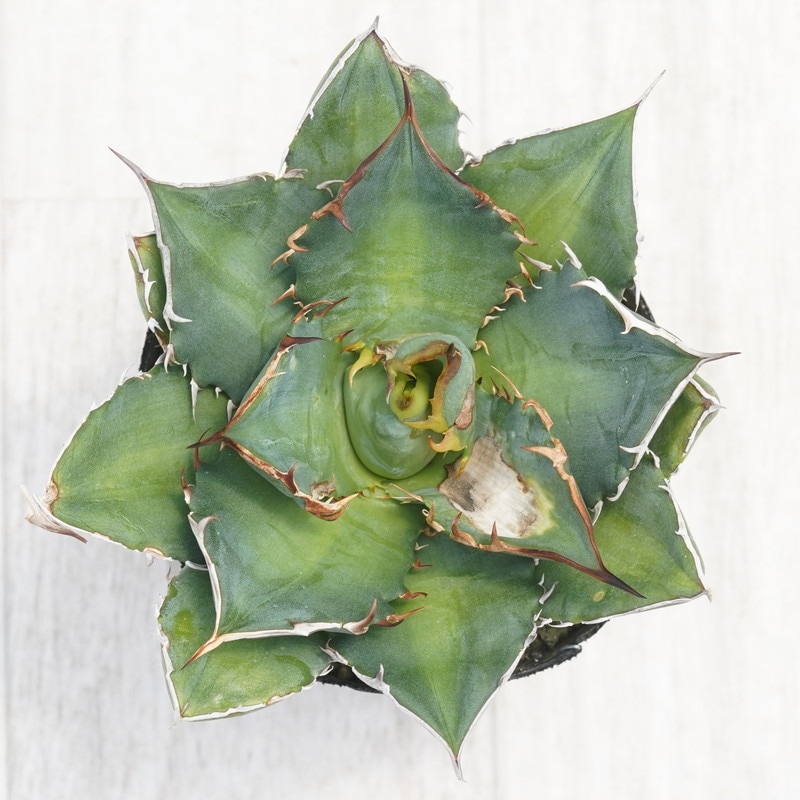 訳あり株】アガベ・チタノタ「宝珠」3号ロングポット | | アガベ 訳あり株】アガベ・チタノタ「宝珠」3号ロングポット | | アガベ