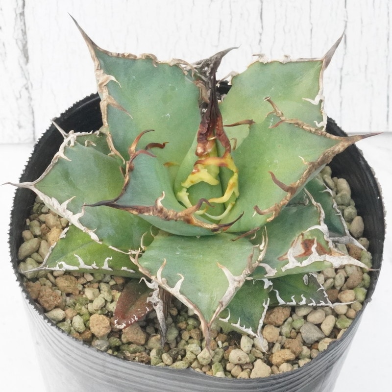 アガベ チタノタ シーザー 鉢ごと発送 チタノタ「スーパーシーザー錦