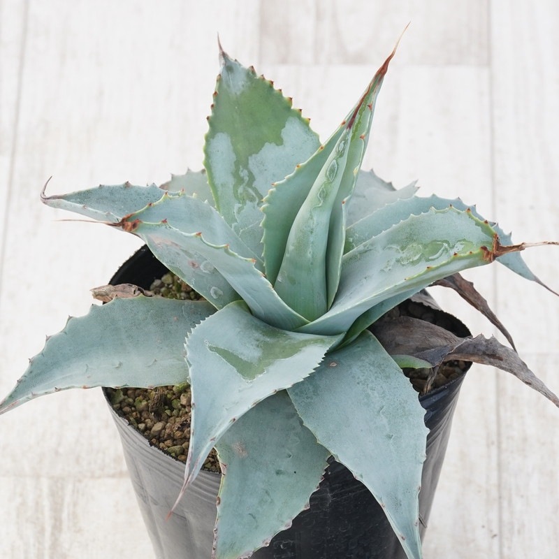 ۥ١Хƥեꥢ֥󥸡4󥰥ݥå