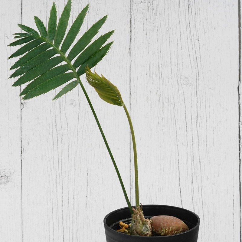 ディオーン　スピヌロッサム 000000016315_1_iDVw9rC.jpg