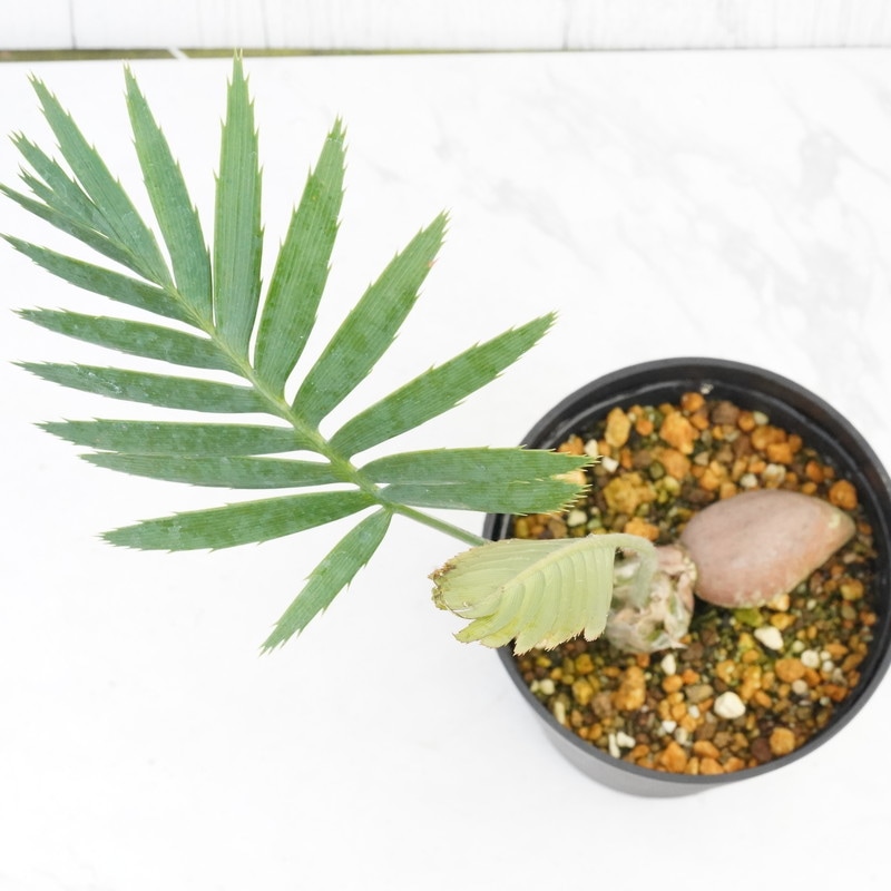 ディオーン　スピヌロッサム ディオーン・スピヌロサム 4.5号鉢 | | ドライガーデンプランツ