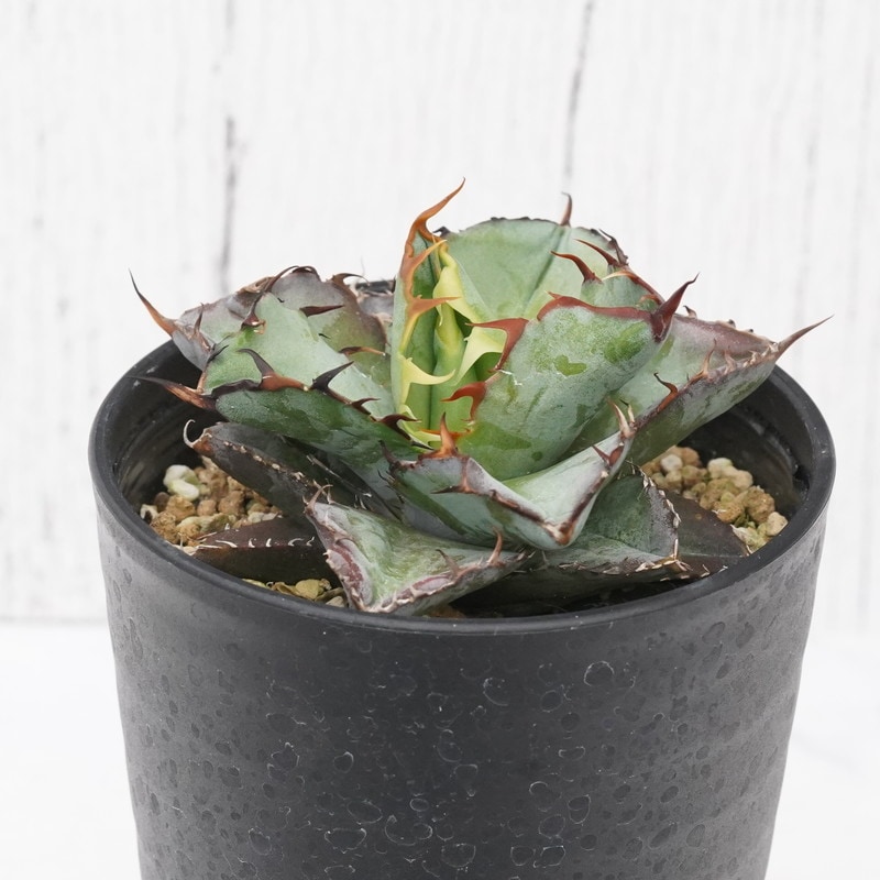 アガベ・チタノタ「ブラック＆ブルー」変種 ツイストタイプ 3.5号鉢