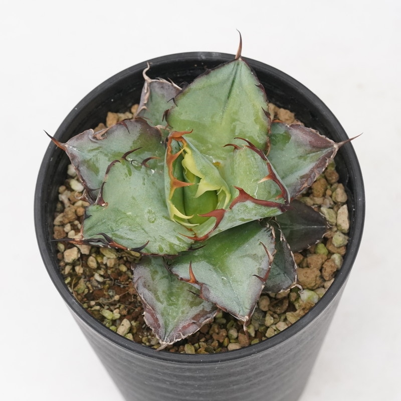 アガベ・チタノタ「ブラック＆ブルー」変種 ツイストタイプ 3.5号鉢