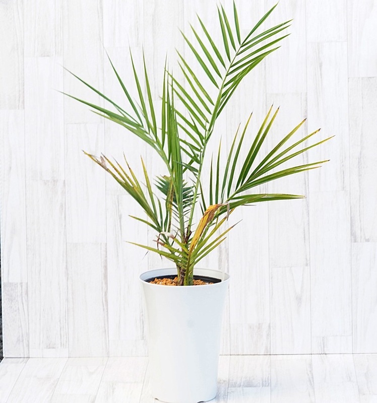 ナツメヤシ 7号鉢 | | ドライガーデンプランツ,ソテツ・ヤシ類 | 四国