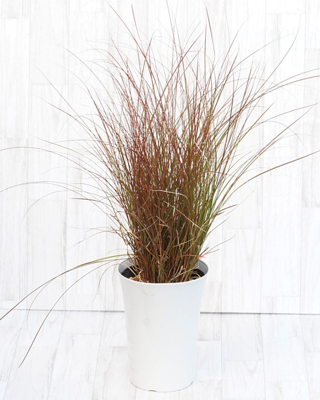 カレックス・テヌイクルミス 7号鉢 | | ネイティブプランツ,グラス類