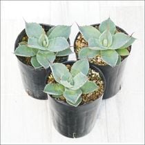 訳あり株】アガベ・アルボピローサ「タフツ」 3号ロングポット