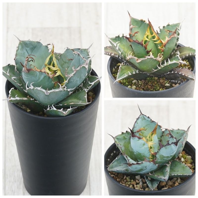 アガベ 青緑色 チタノタブルー　大株販売 アガベ チタノタブルー /Agave titanota 'Blue' – LAND KNOT PLANTS