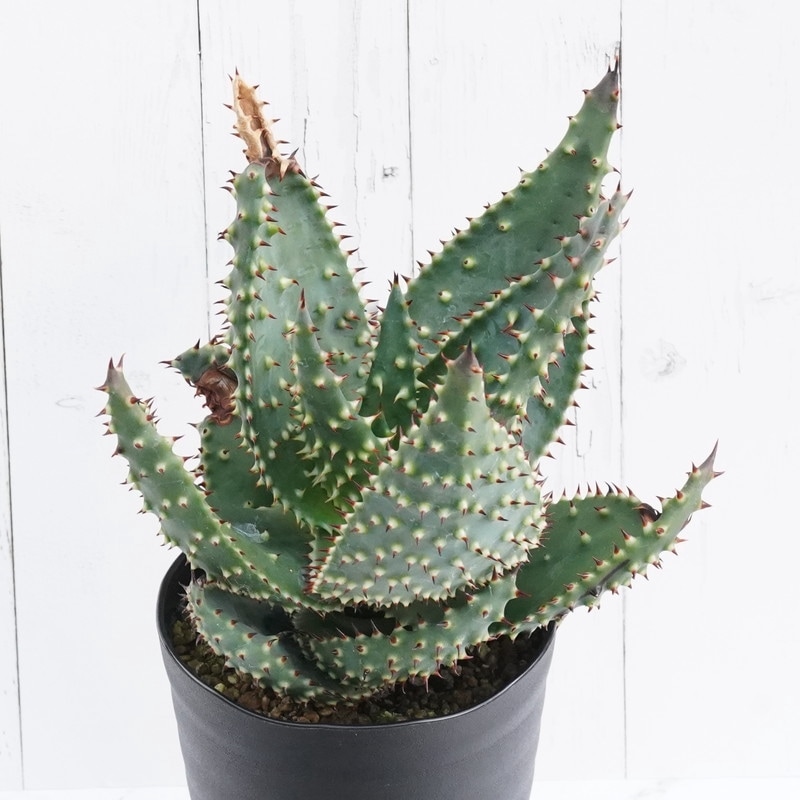 Amazon.co.jp: アクレアータゴッパニー アロエ Ngopanie aculeata Aloe aculeata 多肉植物 観葉植物 アロエ Aloe アクレアータ ハオルチア・アロエ