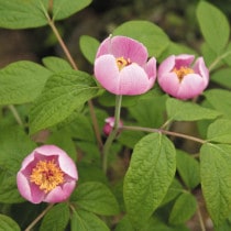 2025ǯաָ߳۹Ȳ֥ޥ㥯䥯2