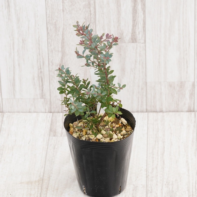 クリストフル　ブルーベリー　落ち葉　フランス　特大コンポート クリストフル ブルーベリー 落ち葉 フランス 特大コンポート