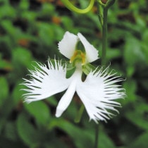 山*葵様 白花ムカデランＢ　野生ラン　山野草 山*葵様 ムカデラン白花D 野生ラン 山野草 - メルカリ