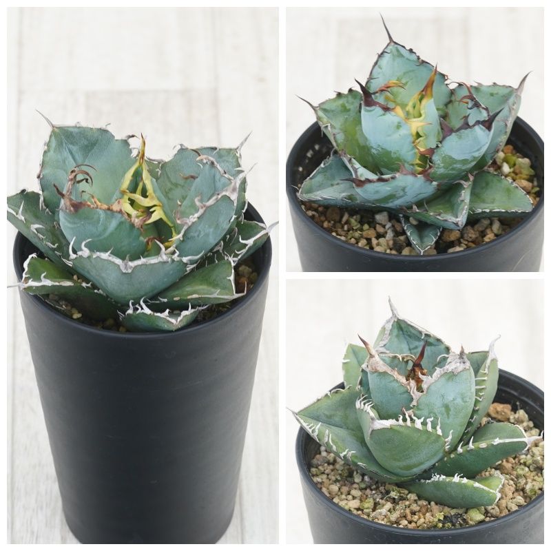 ١Υ3糧åȡߡ֥å֥롼եꥫɡ3.5ȭ