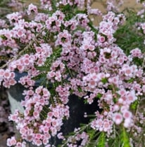 �ȥ�ץȥ�͡������������顡4����󥰥ݥå�