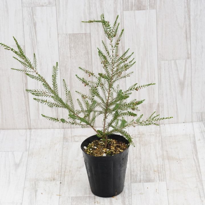 観葉植物 直送】【人工観葉植物】東京堂/☆AX☆柱サボテンポット GREEN