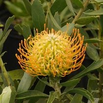 �Բֲ��դ��ե�塼�����ڥ�ޥ�֥��쥤��ס��֥�����Ω�ơ�4����󥰥���å�ȭ