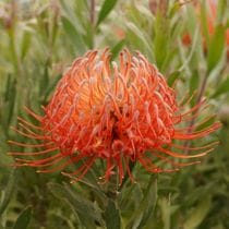 �Բֲ��դ��ե�塼�����ڥ�ޥ�֥֥�󥷥������ȥ��ס�����������ɻ�Ω�ơ�4����󥰥���å�ȭ