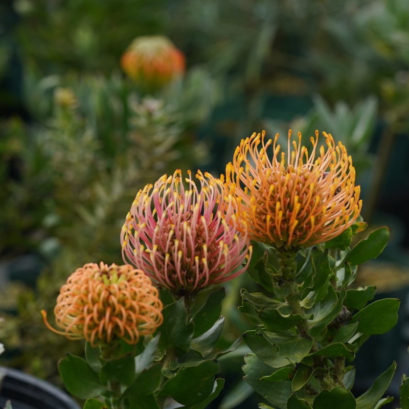 リューコスペルマム　カリプソゴールド　極太 リューコスペルマム カリプソゴールド 極太 リューコスペルマム