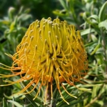 プロテア　オータムプリンス　6号（グレビレア、バンクシア、リューカデンドロン） プロテア オータムプリンス 6号（グレビレア、バンクシア