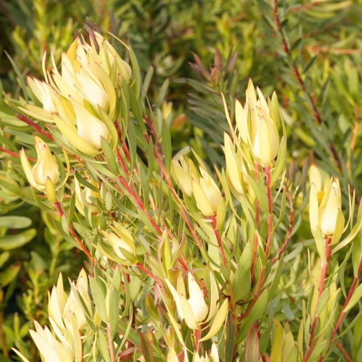 リューカデンドロン エイミー ファイバー鉢 リューカデンドロン エイミー 2 ファイバー鉢 おしゃれ 塊根 植物 鉢