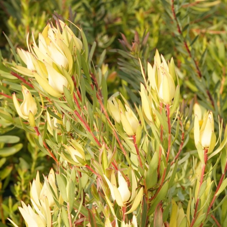 リューカデンドロン「エイミー」 4号ロングスリット鉢 | | ネイティブ