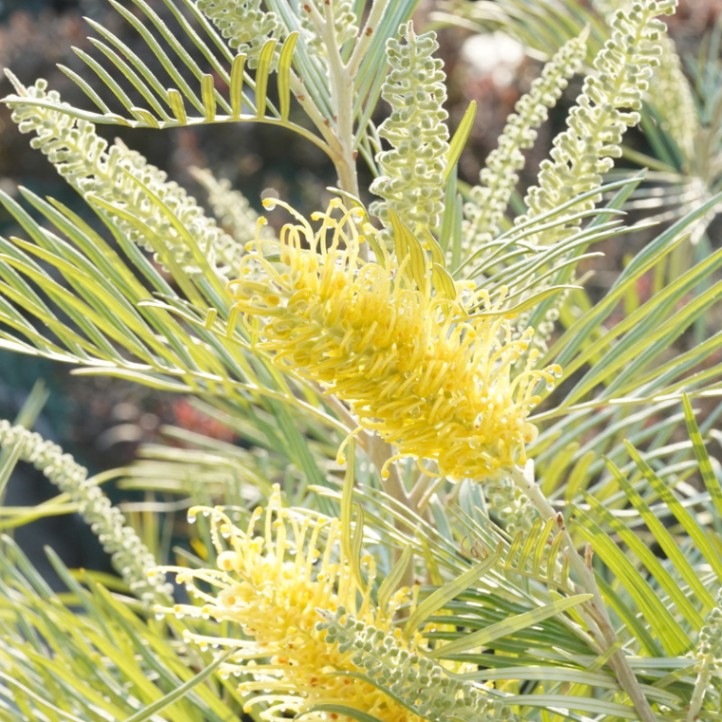 グレビレア「ゴールデンユーロ」4号ロングスリット鉢 | | ネイティブ