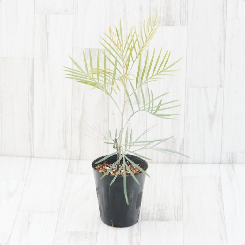 グレビレア「ゴールデンユーロ」4号ロングポット | | ネイティブ