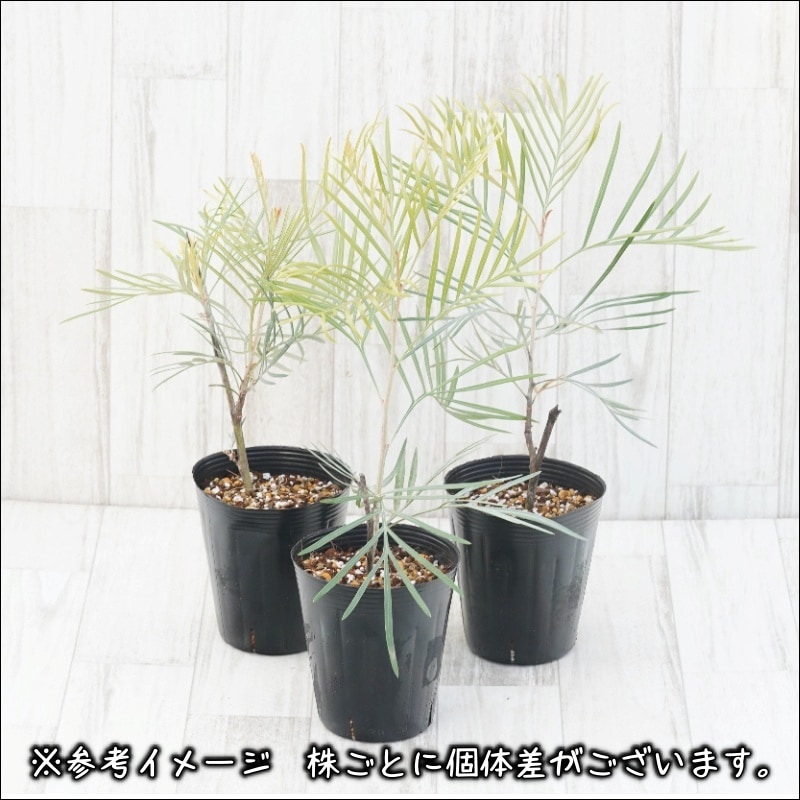 グレビレア「ゴールデンユーロ」4号ロングポット | | ネイティブ