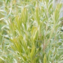 ��塼���ǥ�ɥ���֥��ץ�������С���4����󥰥ݥå�