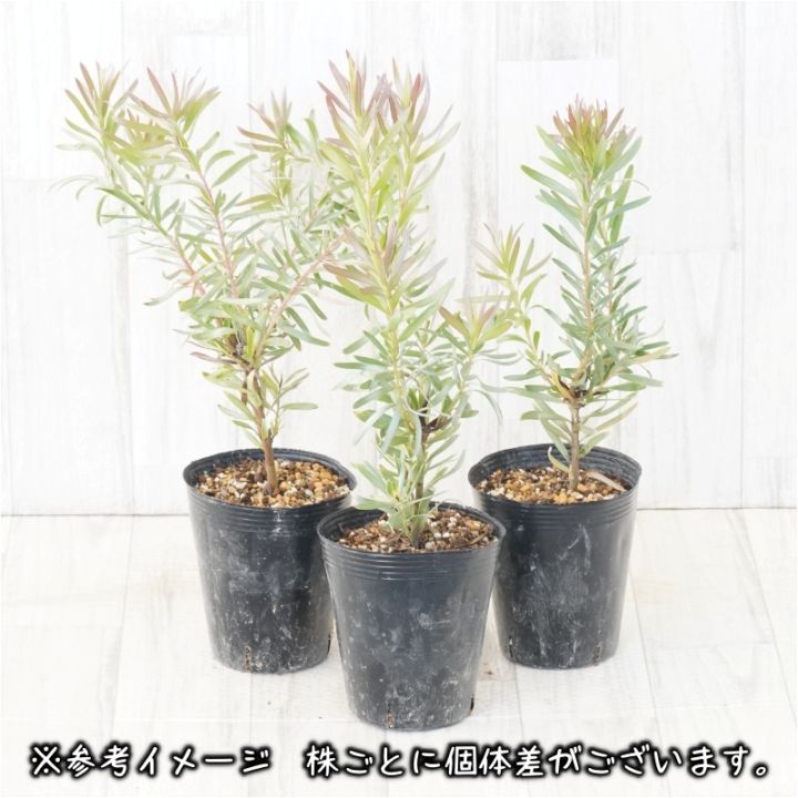 リューカデンドロン「ジプシーシルバー」4号ロングポット