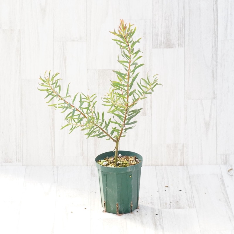 リューカデンドロン ジプシーレッド ファイバー鉢 楽天市場】リューカデンドロン 【ジプシーレッド】 鉢植え : 苗木部
