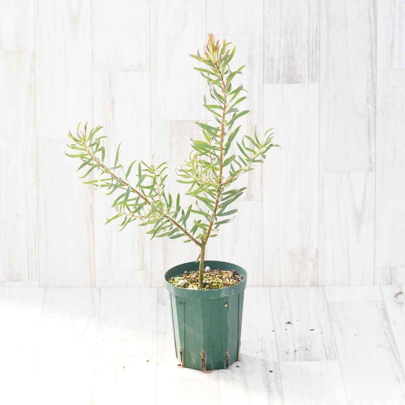 リューカデンドロン ジプシーレッド ファイバー鉢 リューカデンドロン