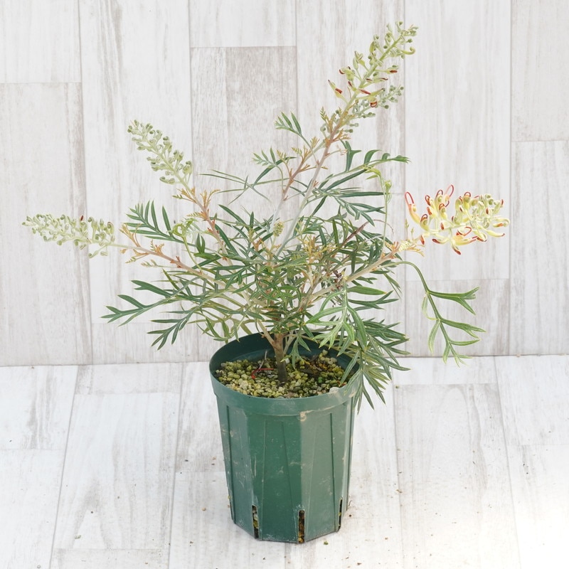 1点のみ入荷❗️ 【１１６cm◎】 希少　グレビレアココナッツアイス グレビレア「ココナッツアイス」4号ロングスリット鉢 | | ネイティブ