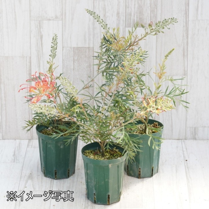 グレビレア「ココナッツアイス」4号ロングスリット鉢 | | ネイティブ