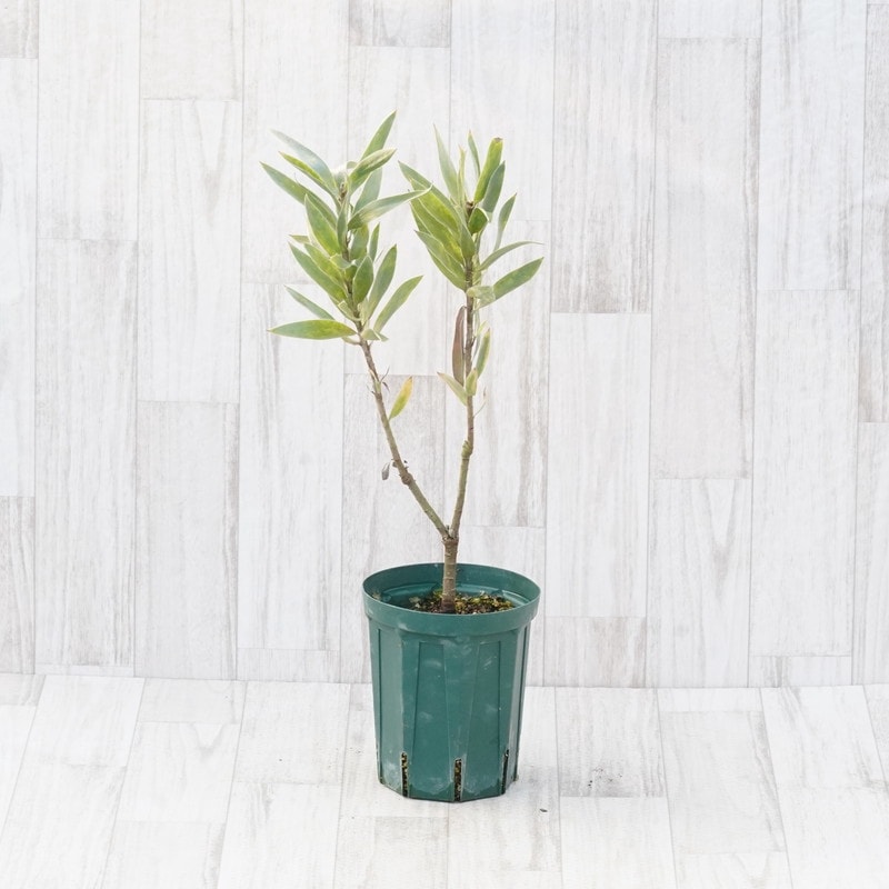 訳あり】リューカデンドロン「アルジェンテウム」 5号ロングスリット鉢