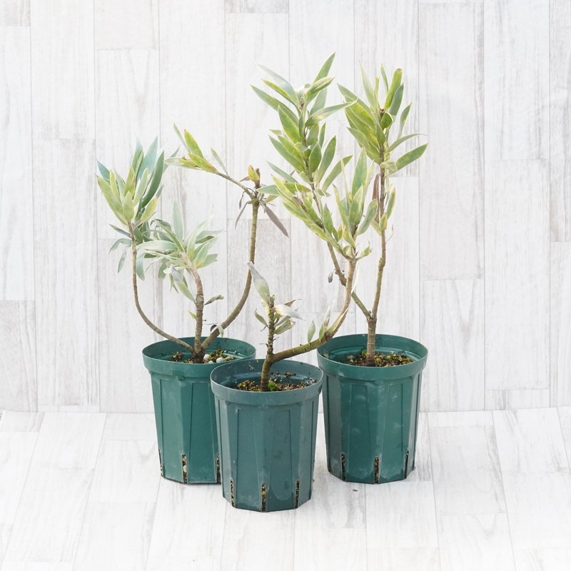 訳あり】リューカデンドロン「アルジェンテウム」 5号ロングスリット鉢