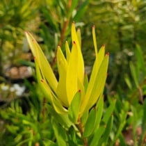 ネイティブプランツ,リューカデンドロン | 四国ガーデン株式会社