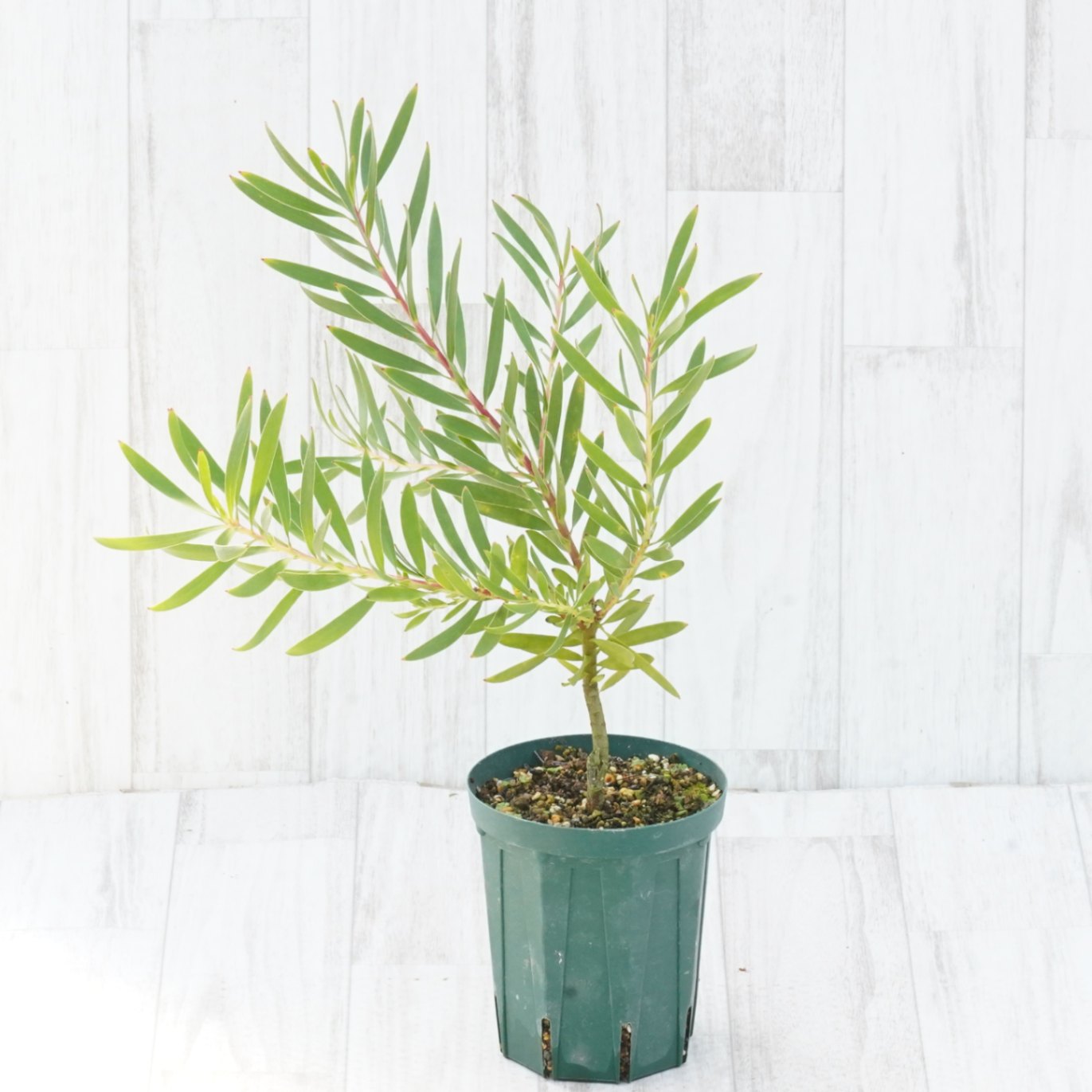 リューカデンドロン「インカゴールド」 4号ロングスリット鉢