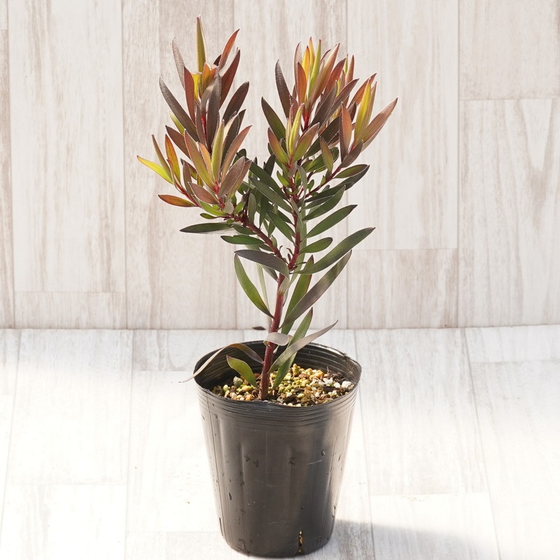 １１日入荷⭐️リューカデンドロン６品種⭐️6鉢セット⭐️ リューカデンドロン 『バーガンディサンセット』 オーストラリアン