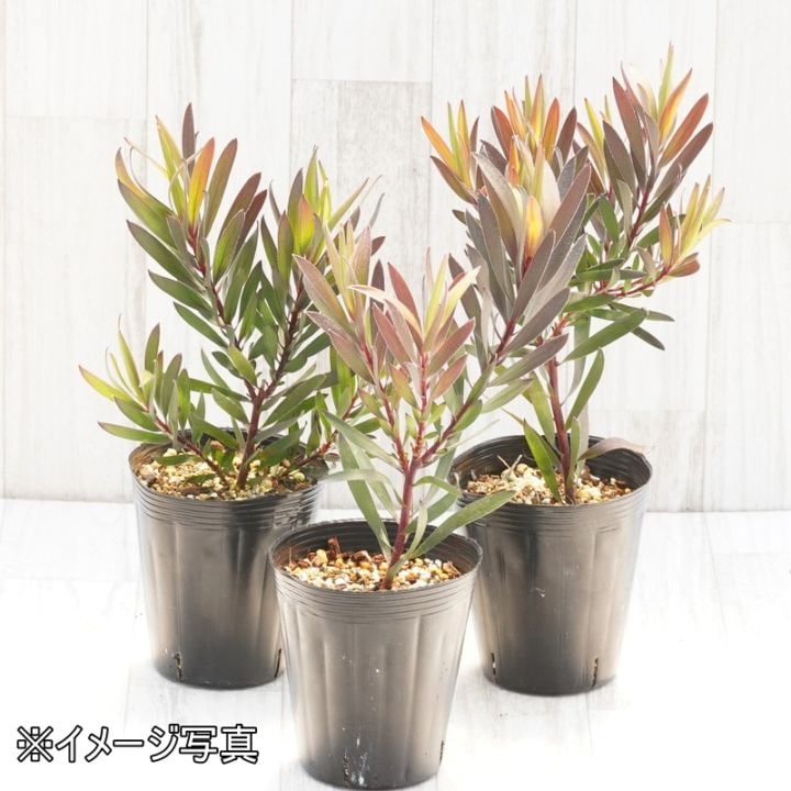 リューカデンドロン・ファイアーフラッシュ 4号ロングポット